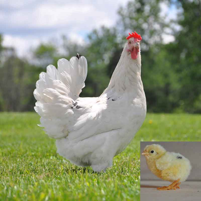 Austra White chicken and chick