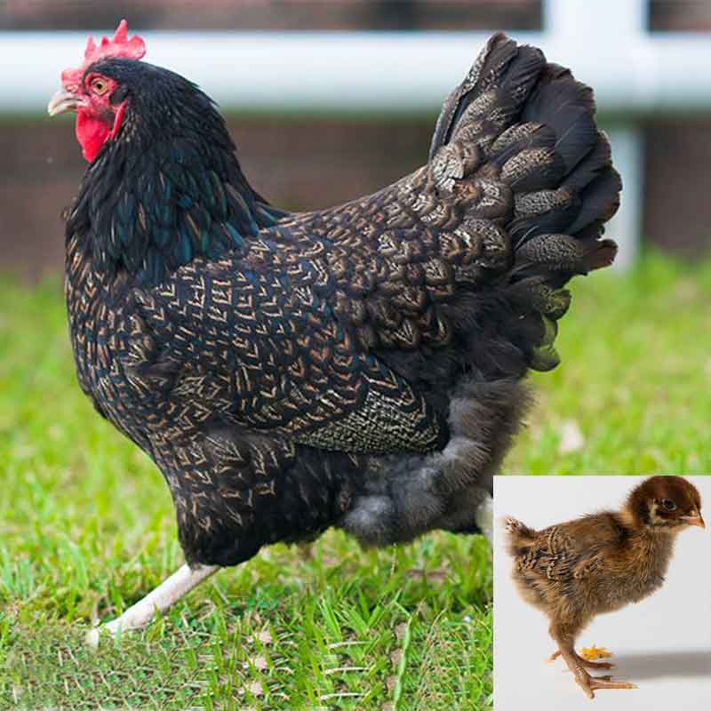 Barnevelder chick and chicken