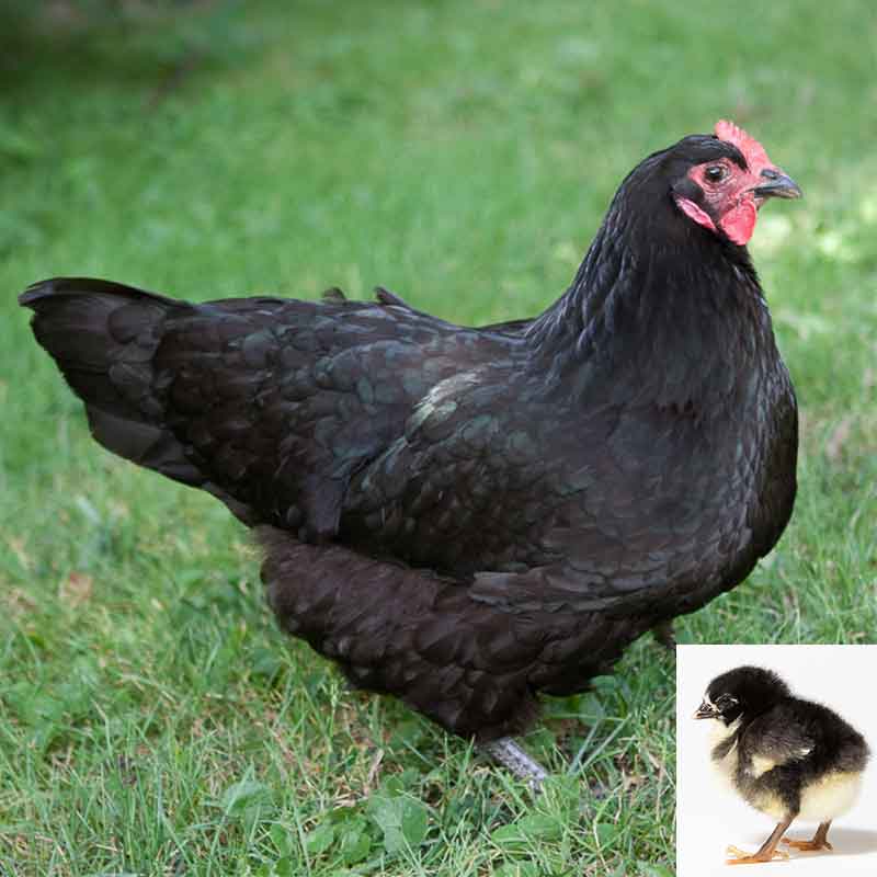 Black Australorp chicken and chick