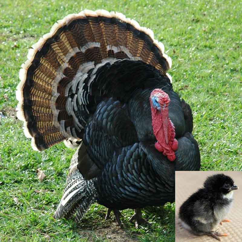 Black Broad Breasted Turkey