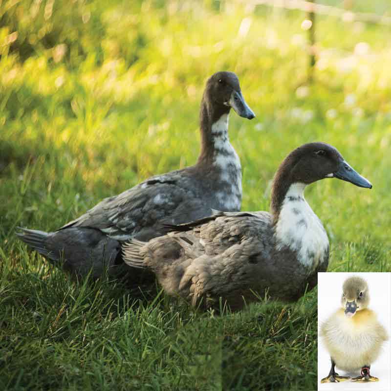 Blue Swedish duck and duckling