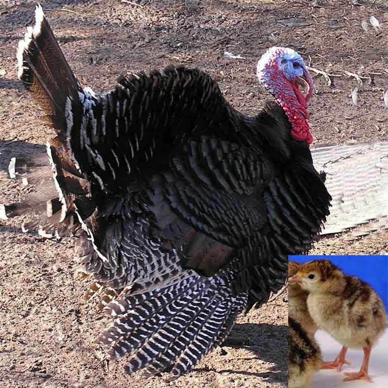 Bronze Turkey