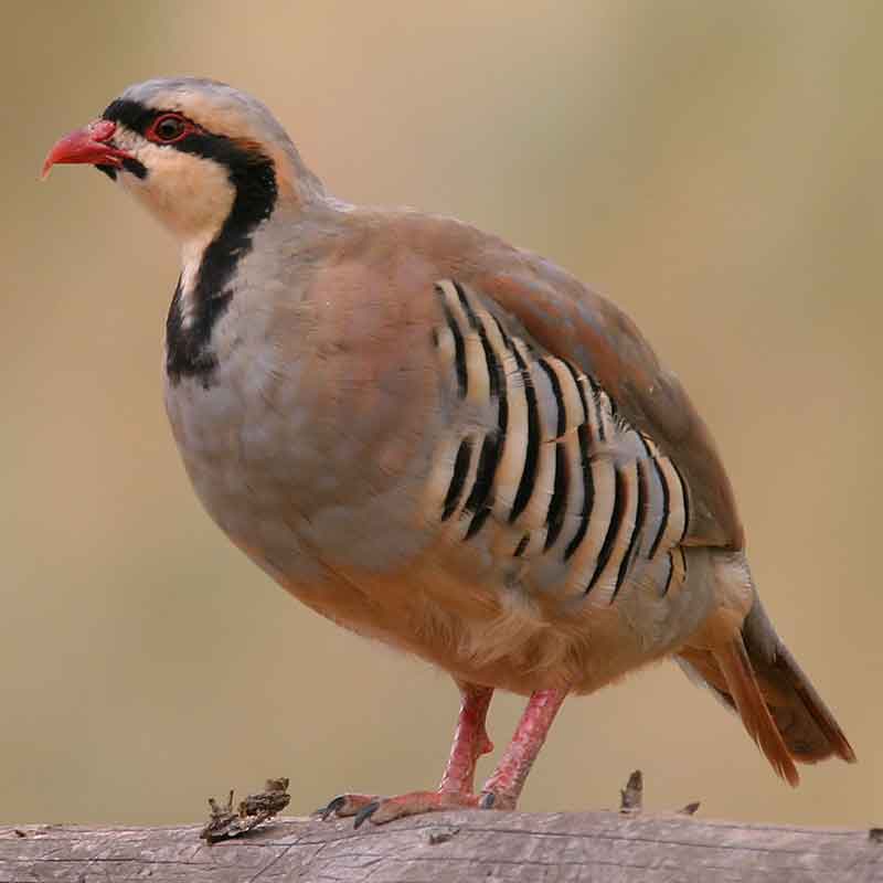 Chukar Partridge