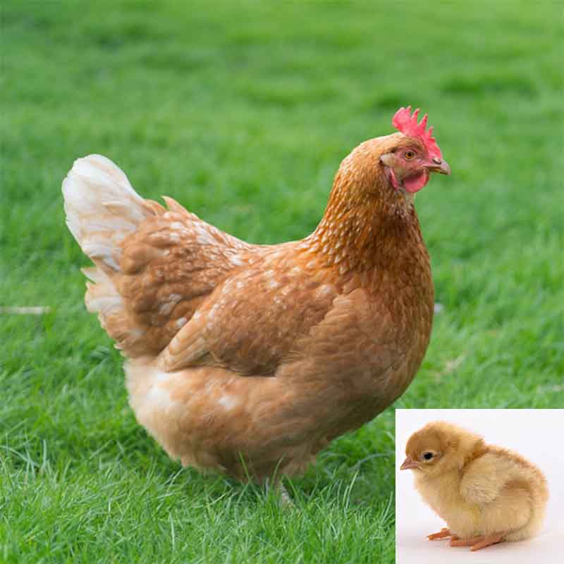 Golden Sex Link chicken and cick
