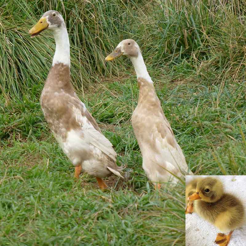 Indian Runner duck and duckling