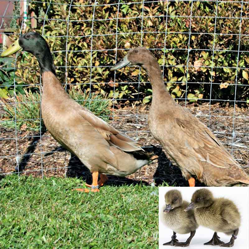 Khaki Campbell duck and duckling