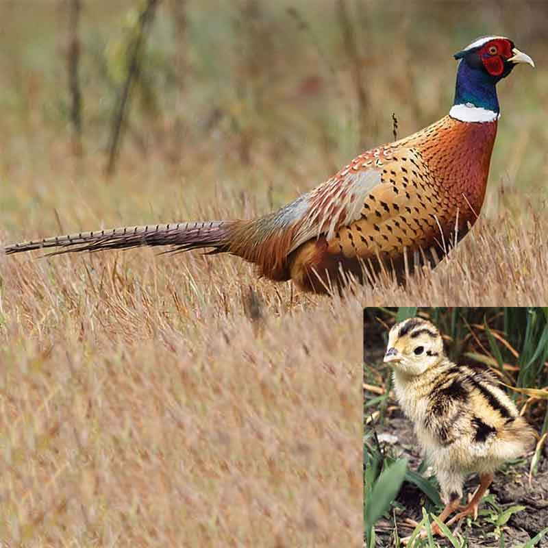 Ringneck Pheasant