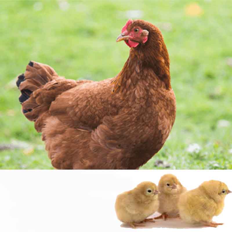 Sagitta chicken and chick