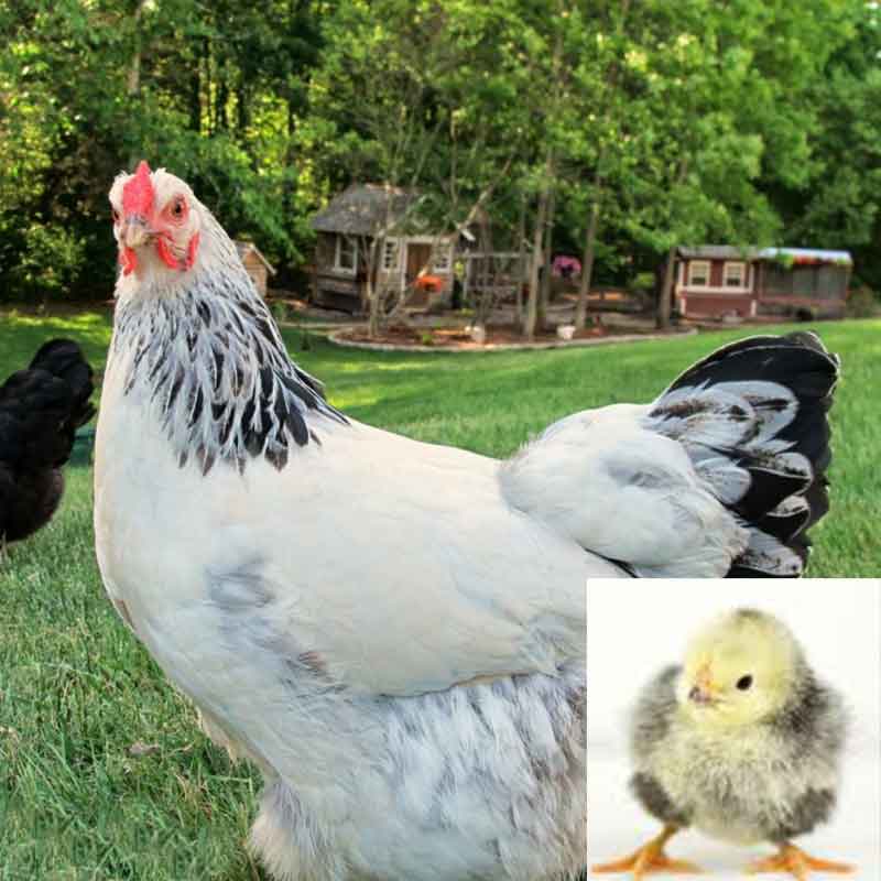 Columbian Wyandotte chicken and chick