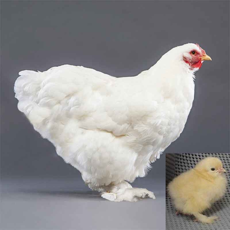 White Cochin Bantam | Bear River Valley Co-op