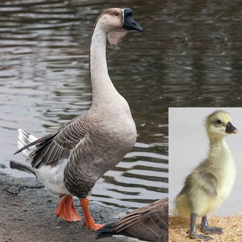 African goose and goosling