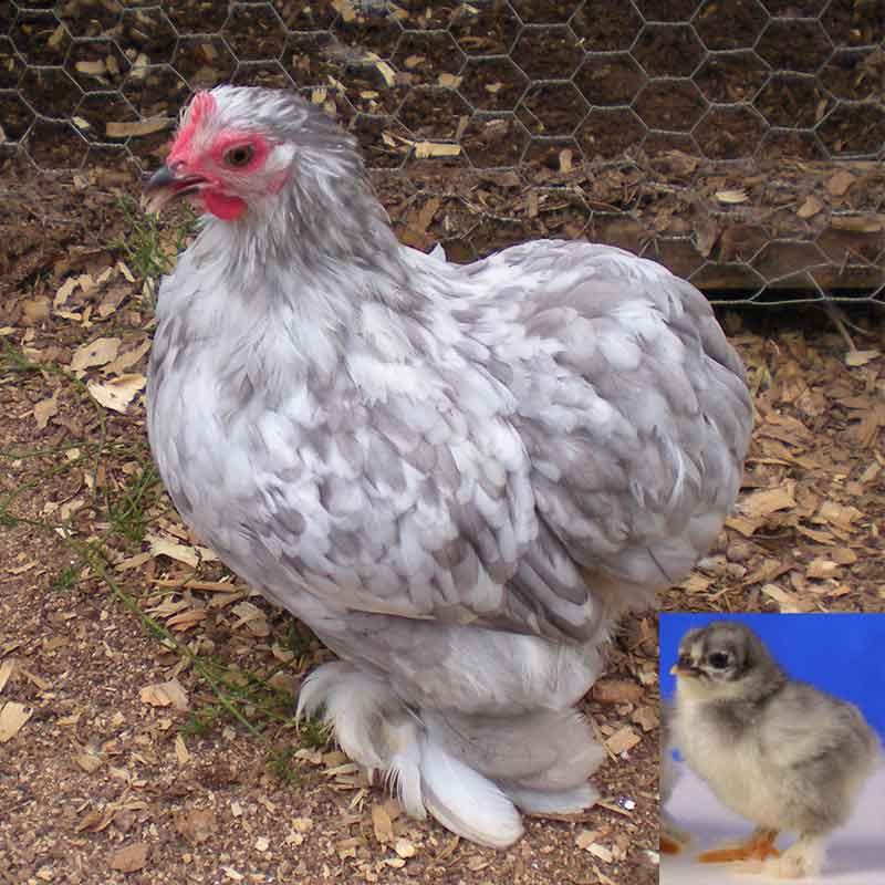 Blue Cochin Bantam chick and chicken