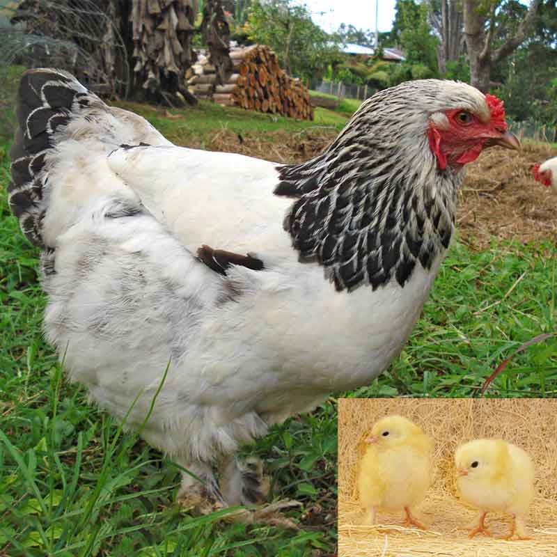 Pam's Backyard Chickens: Brahma Chicken - Breed Spotlight