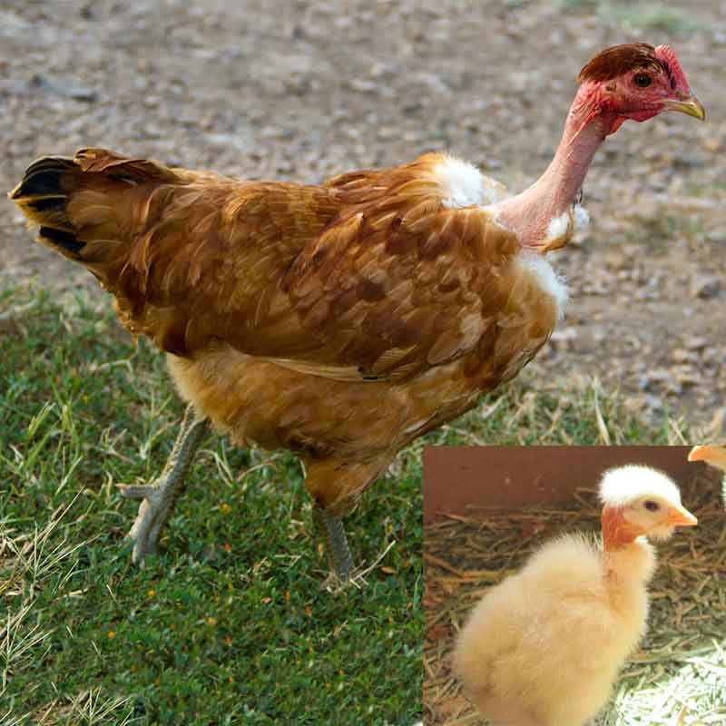 Turken chicken and chick meat bird, broiler