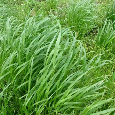 Annual Ryegrass