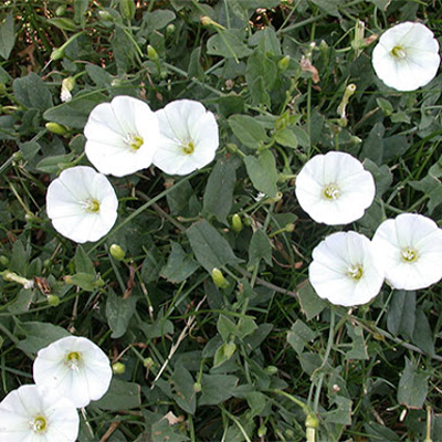 Bindweed