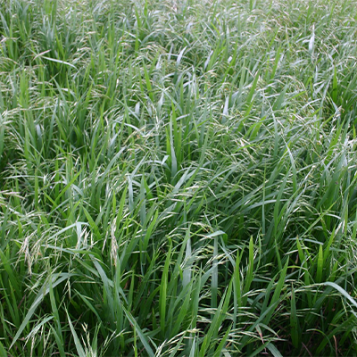 Brome Grass