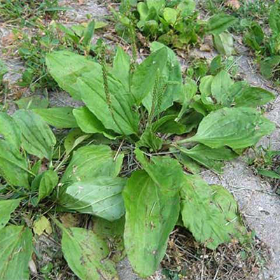 Buckhorn Plantain