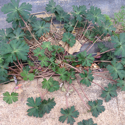 Carolina Geranium