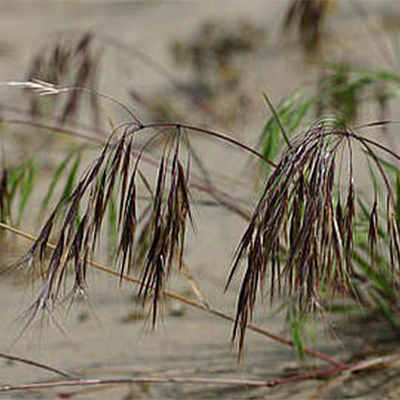 Cheatgrass