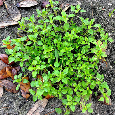 Chickweed