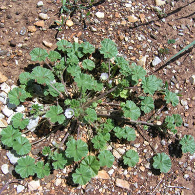 Common Mallow