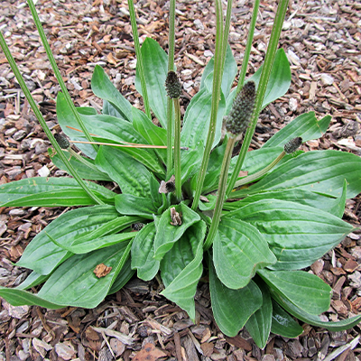 Common Plantain