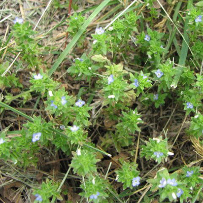 Corn Speedwell