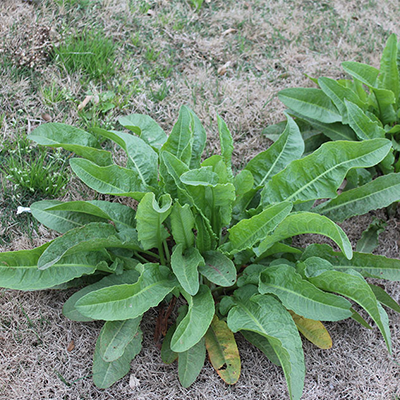 Curly Dock