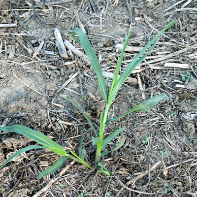 Fall Panicum