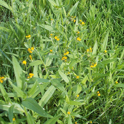 Fiddleneck