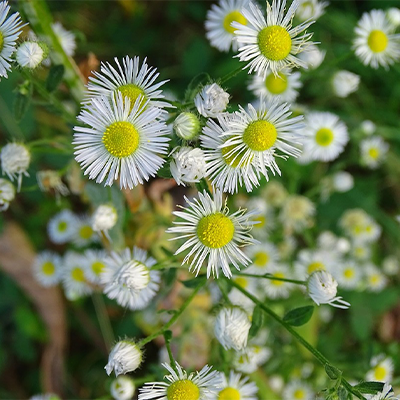 Fleabane