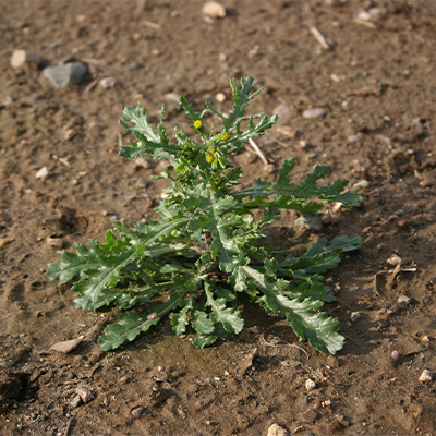 Groundsel