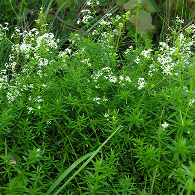 Bedstraw