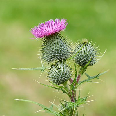 Bull Thistle