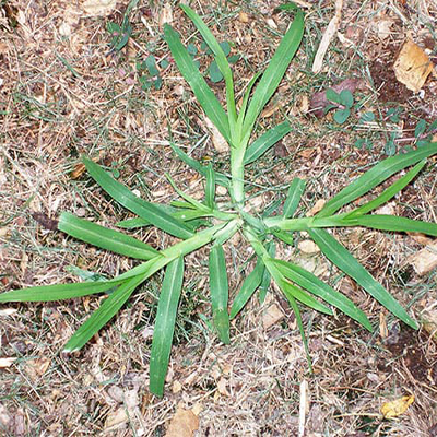 Goosegrass