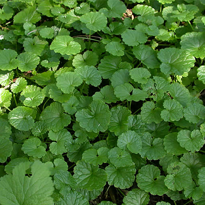 Ground Ivy