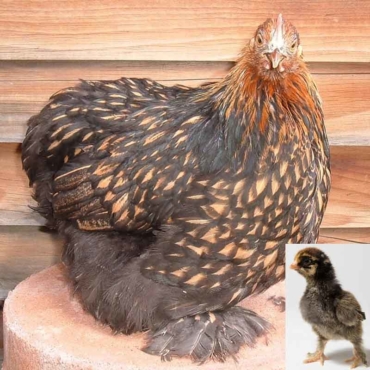 Golden Laced Cochin - Bear River Valley Co-op