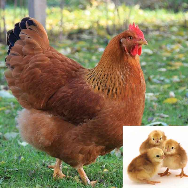 New Hampshire Red chicken and chick