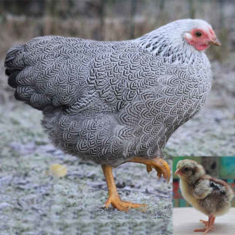 Silver Pencilled Rock Bantam Bear River Valley Co Op