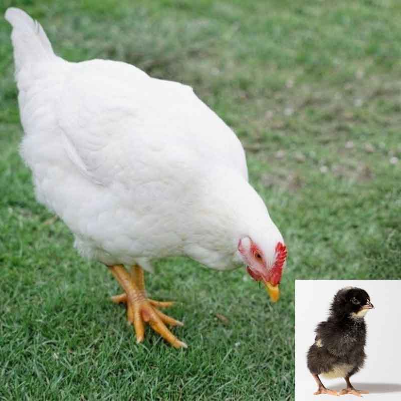 White Plymouth Rock chicken and chick