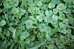 Ground Ivy