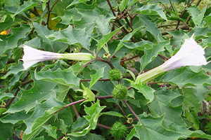 Jimsonweed