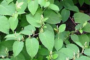 Knotweed