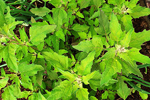 Lambsquarters