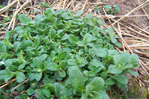 Mouse ear Chickweed