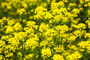 Mustard Weed