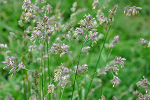 Orchardgrass