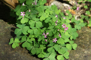 Oxalis