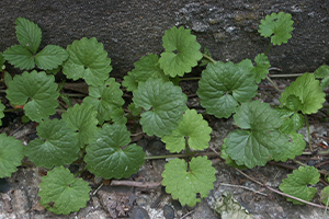 Pennywort or Dollarweed